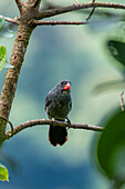 A Slate-colored Grosbeak, Saltator grossus, perched in a tree in the Valle del Cauca, Colombia.