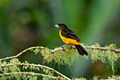 A female Flame-rumped Tanager, Ramphocelus flammigerus, perched in western Colombia.