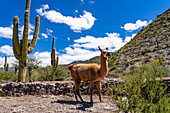 A free-roaming llama grazing in the ruins of the Los Quilmes Archeological Site, Tucuman, Argentina.