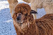 A young alpaca, Lama pacos, at El Alto del Chocho cultural theme park near Marinilla, Colombia.