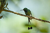 A male White-booted Racket-tail, Ocreatus underwoodii, perched on a branch in western Colombia.