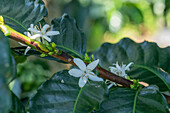 Coffee flowers blooming on a small coffee plantation in Colombia.
