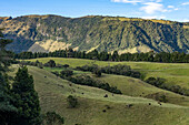 Cattle grazing on a hillside in the highlands of western Colombia, near Manizales.