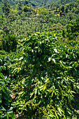 Coffee trees or shrubs growing on a small coffee plantation near Jardin, Colombia.