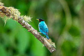 A male Green Honeycreeper, Chlorophanes spiza, perched on a branch in western Colombia.