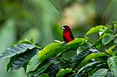 A male Crimson-backed Tanager, Ramphocelus dimidiatus, in the Western Cordillera of the Andes in Colombia.