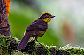 A Tri-colored Brushfinch, Atlapetes tricolor, perched on a branch in the Choco rainforest, Colombia.