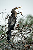 A female anhinga perched by a creek in Yasuni National Park in the tropical rainforest of the Amazon Basin of Ecuador.
