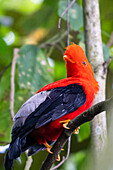 A colorful male Andean Cock-of-the-Rock, Rupicola peruvianus, perched in the forest in Colombia.