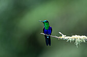 A male Crowned Woodnymph, Thalurania colombica, perched on a branch in the Choco, Colombia.