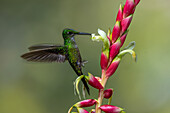 A female Empress Brilliant, Heliodoxa jacula, feeding from a bromeliad inflorescence in the Choco, Colombia.