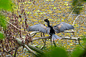 A male Anhinga, Anhinga anhinga, drying its wings in the Sonso Lagoon Nature Reserve in Colombia.