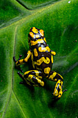 The Anchicaya Poison Dart Frog, Oophaga anchicayensis, an endangered species from Colombia.