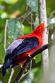 A colorful male Andean Cock-of-the-Rock, Rupicola peruvianus, perched in the forest in Colombia.