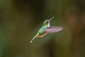 A female White-booted Racket-tail, Ocreatus underwoodii, in flight in western Colombia.