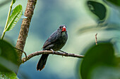 A Slate-colored Grosbeak, Saltator grossus, perched in a tree in the Valle del Cauca, Colombia.