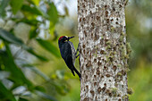 A male Acorn Woodpecker on a tree in Araucana, Colombia.