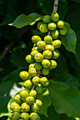 Coffee cherries growing on a small coffee plantation in Colombia. The cherries contain the coffee beans, which are the seeds..