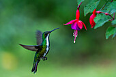 A female Black-throated Mango hummingbird approaching a fuchsia flower in Colombia.