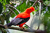 A colorful male Andean Cock-of-the-Rock, Rupicola peruvianus, perched in the forest in Colombia.