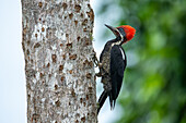 A male Lineated Woodpecker, Dryocopus lineatus, on a tree in the Western Cordillera of the Andes in Colombia.