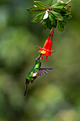 A female Buff-winged Starfrontlet hummingbird, Coeligena lutetiae, feeding on a fuchsia flower in Ecuador.