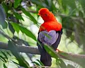 A colorful male Andean Cock-of-the-Rock, Rupicola peruvianus, perched in the forest in Colombia.