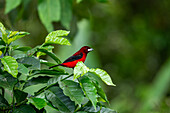 A male Crimson-backed Tanager, Ramphocelus dimidiatus, in the Western Cordillera of the Andes in Colombia.