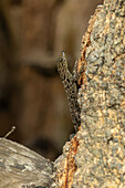 A female Yellow-headed Gecko - Gonatodes albogularis, on a tree trunk in the Sonso Lagoon Nature Reserve in Colombia.