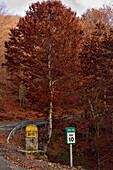 Beech trees and new and old milestones. La Quesera road, province of Segovia.