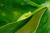 A Greater Hatchet-faced Treefrog, Sphaenorhynchus lacteus, asleep on a leaf in Yasuni National Park, Ecuador.