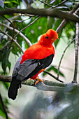 A colorful male Andean Cock-of-the-Rock, Rupicola peruvianus, perched in the forest in Colombia.