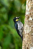 A female Acorn Woodpecker on a tree in Araucana, Colombia.