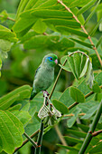 A male Spectacled Parrotlet, Forpus conspicillatus, perched in the Sonso Lagoon Nature Reserve in Colombia.