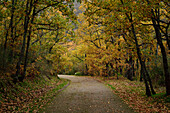 La Herrería Forest in autumn. San Lorenzo de El Escorial, Community of Madrid.