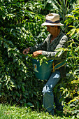 A man havesting coffee cherries on a small family-run coffee plantation near Jardin, Colombia.