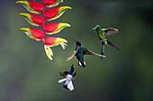 Three male hummingbirds compete for feeding space on a heliconia inflorescence in Colombia. L-R: White-necked Jacobin,Velvet Purple Coronet & Empress Brilliant.