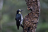 An Acorn Woodpecker, Melanerpes formicivorus, perched on a tree in the rain in Colombia.