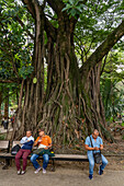 Men sitting under a giant fig tree in the Parque Bolivar or Bolivar Park in Medellin, Colombia.