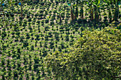 Young coffee plants growing on a small family-run coffee plantation near Jardin, Colombia.