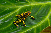 The Anchicaya Poison Dart Frog, Oophaga anchicayensis, an endangered species from Colombia.