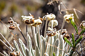 Espeletia santanderensis. .