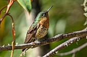 A female Tyrian Metaltail humminbird, Metallura tyrianthina, perched on a branch in the highlands of Colombia.