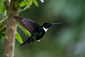 A male Collared Inca hummingbird, Coeligena torquata, in flight in the Zuro Loma Reserve in Ecuador.
