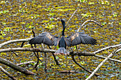 A male Anhinga, Anhinga anhinga, drying its wings in the Sonso Lagoon Nature Reserve in Colombia.