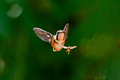 A female White-bellied Woodstar and a wasp in flight in the highlands of western Colombia. This tiny hummingbird is one of the bumblebee hummingbird group.