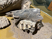 Mandibular fossils of a mastodon, Notiomastodon platensis, in the Bicentennial Cultural Center, Santiago del Estero, Argentina.