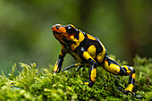 The Anchicaya Poison Dart Frog, Oophaga anchicayensis, an endangered species from Colombia.