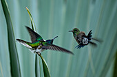 A male White-necked Jacobin, Florisuga mellivora, threatens another hummingbird in western Colombia.
