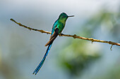 A male Long-tailed Sylph hummingbird, Aglaiocercus kingii, perched on a branch in Colombia.